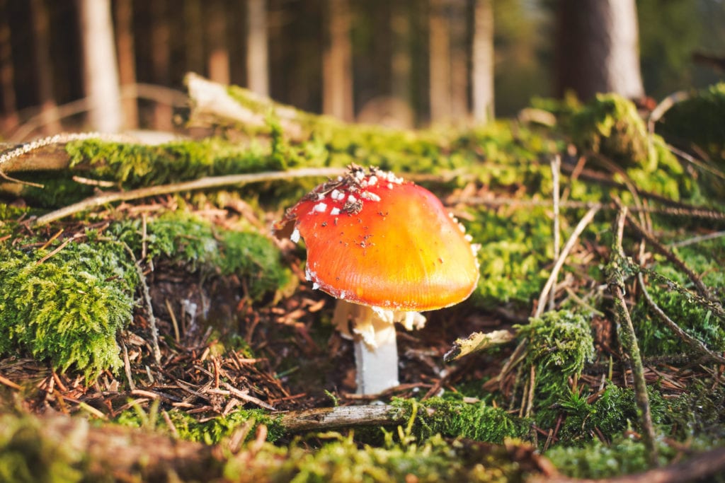 I have a deep fascination with mushrooms & herbs, that have the innate ability to heal the body. Specifically in this case, Cordyceps Sinensis and its role in healing kidney function. Cordyceps, also known as Chinese caterpillar fungus, has a wide variety of health benefits for cardiovascular, kidney, liver and respiratory concerns. It also has been shown to be helpful with low libido, impotence and hyperlipidemia (high cholesterol). All of these benefits are great, but specifically I was interested in its relationship to kidney function and the ability to manipulate testing markers that monitor the progression of Chronic Kidney Disease (CKD)....